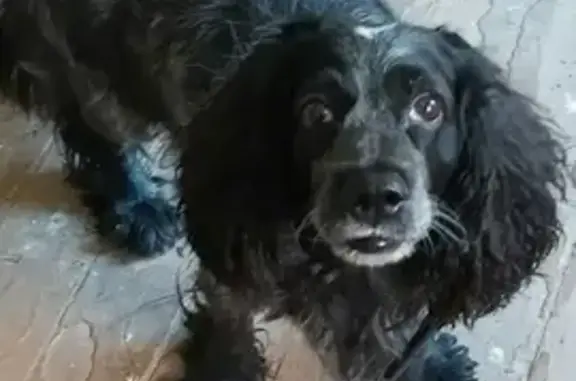 Собака найдена, Свердловская обл.