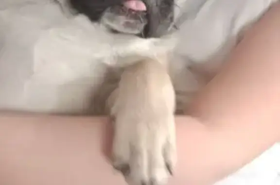 Собаки потеряшки, Марусино, фото: Потеряшка собака, Марусино, Рабочая 7