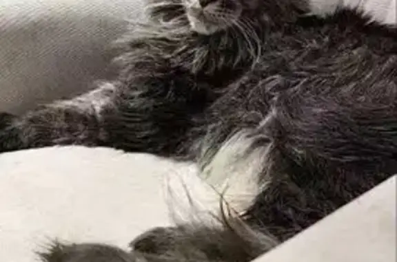 Кошки потеряшки, Кемеровская область, фото: Потеряшка кошка мейн-кун, Кемеровская область