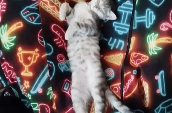 Пропала кошка, ул. Казакова, Озерное - photo