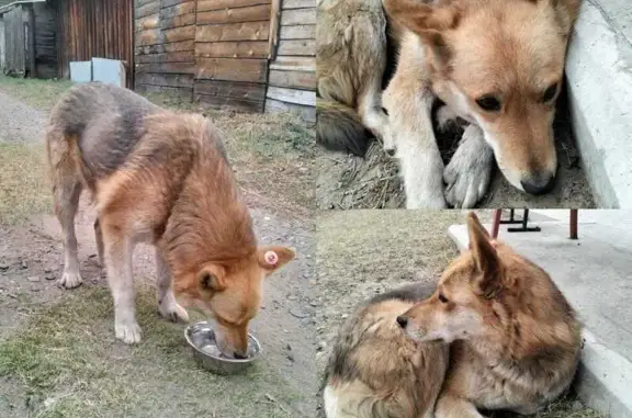 Найдена собака, Улётовский район, 2 мая
