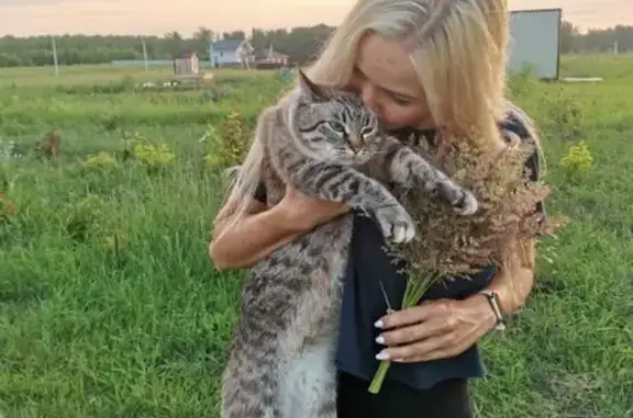 Пропала кошка на Богдана Хмельницкого, 2