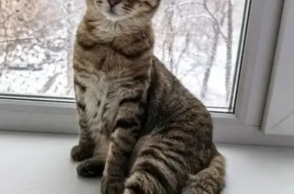 Пропала кошка, Юбилейная ул. 4, Рефтинский