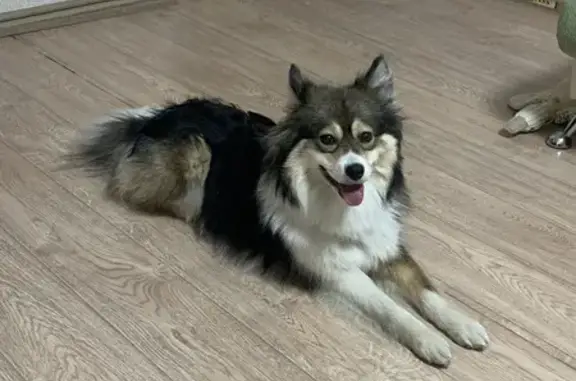 Собаки потеряшки, Юг, фото: Потеряшка собака, ул. Ленина 143, Юг