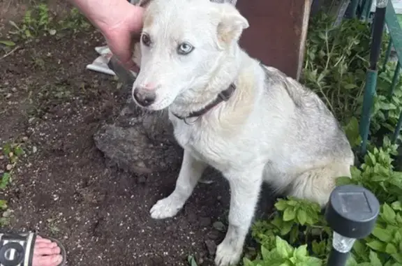 Собака найдена: 1-й Межовражный пр., 7