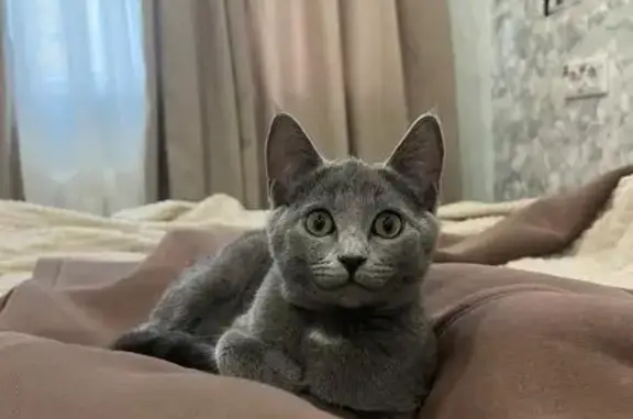 Пропала кошка Дымка, ул. Беляева, 2В