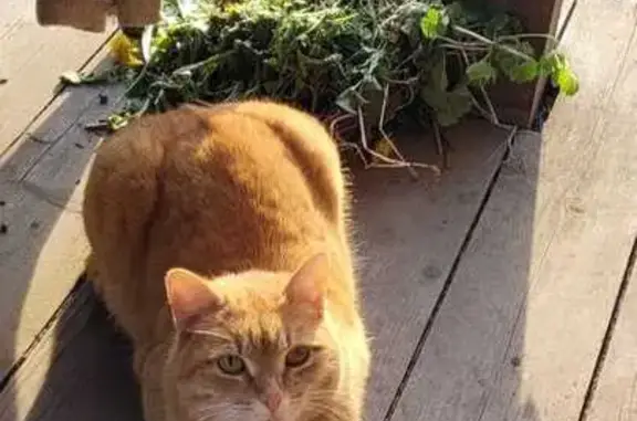 Кошка найдена, Шаловская ул., Шумейка