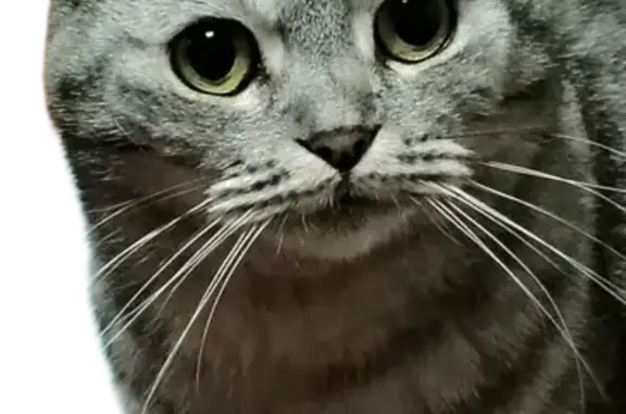 Пропала кошка, ул. Алябьева, 16, Владимир