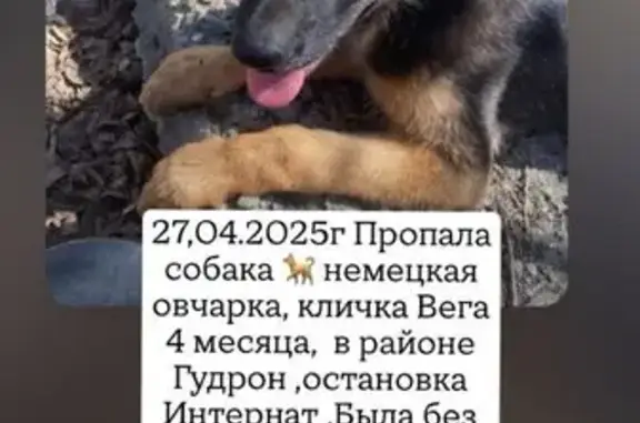 Пропала собака, Петровского 8А, Орск