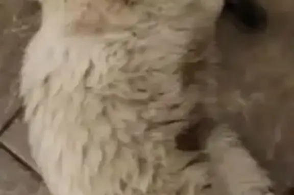 Кошка найдена: г. Тверь, Тверская обл.