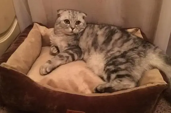 Пропала кошка, ул. Володарского, 68