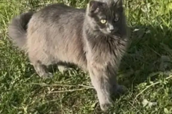 Пропала кошка, Михайловский пер., 51