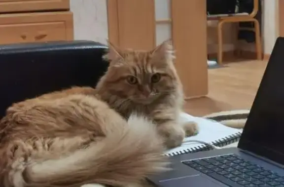 Кошки потеряшки, Марусино, фото: Потеряшка кошка, Марусино, 48