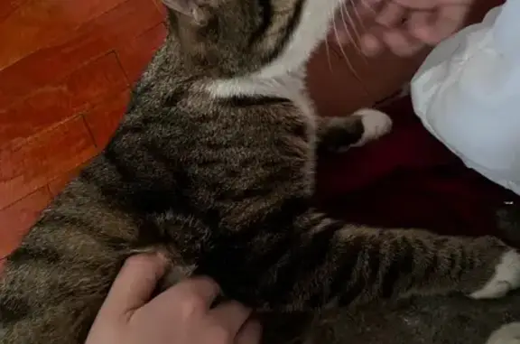 Найдена кошка, Москва, фото: Кошка найдена: Вагоноремонтная, 13, Москва