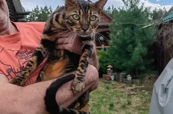 Кошка найдена: Стасовой, 50В, Красноярск