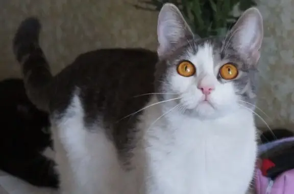 Кошки потеряшки, Омск, фото: Потеряшка котик, Омск, ул. Путилова, 7Б