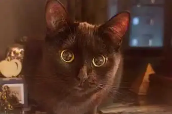 Потерянные животные Чебаркуль, фото: Пропала кошка, ул. Димитрова, 10