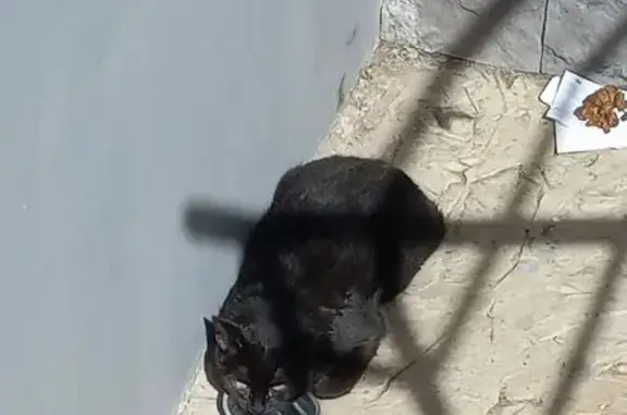 Кошка найдена: Чернышевского, 17Д, Пермь