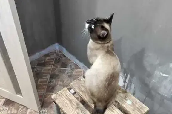 Пропала кошка, Кольцевая ул., Тверь
