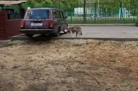 Найдена собака, Москва, фото: Хаски найдена у Михайлова, 21, Москва