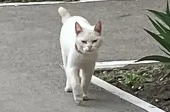 Найдена кошка, ул. Мичурина 18/68, Саратов
