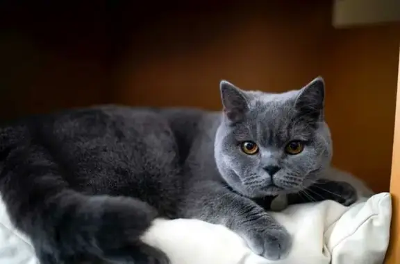 Найдена кошка, Нижний Новгород, фото: Кошка найдена на ул. Культуры, 8, Н. Новгород