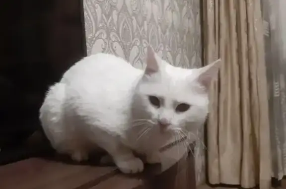 Найдена кошка, Белгород, фото: Белая кошка найдена на Костюкова, 79/2