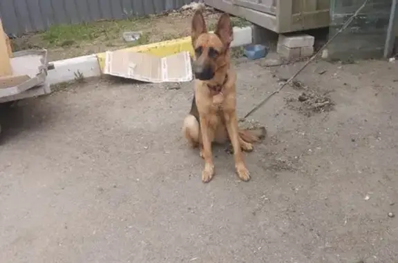 Найдена собака, Смоленск, фото: Собака найдена: пр. Гагарина, 1, Смоленск