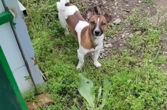 Собаки потеряшки, Лабинск, фото: Потеряшка собака, Революционная 155, Лабинск