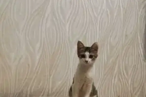 Пропала кошка, ул. Малые Гончары, Тула