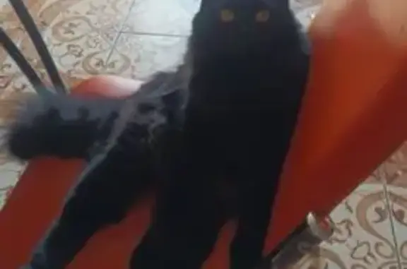 Пропала кошка, Красная площадь, 3