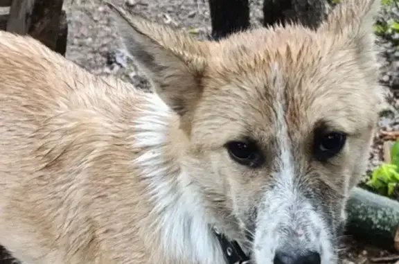 Найдена собака, Пенза, фото: Собака найдена: Апрельская ул., 7, Пенза