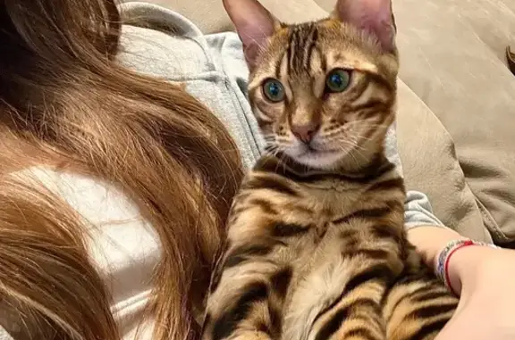 Пропала кошка, МО, закрытая территория