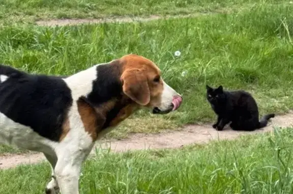 Найдена собака, Барановичи, фото: Собака найдена на ул. Наконечникова, Барановичи