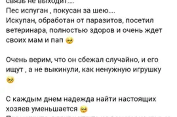 Найдена собака, Челябинск, фото: Найден Йорк, пр. Ленина, Челябинск
