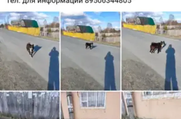 Собака найдена, ул. Энтузиастов, Качканар
