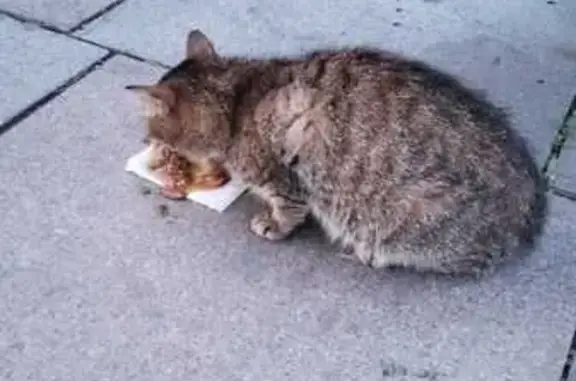 Найдена кошка, пр. Ленина, Кемерово