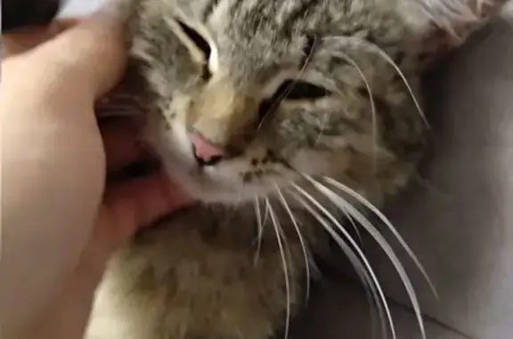 Кошка найдена: Киренского, 11Б, Красноярск