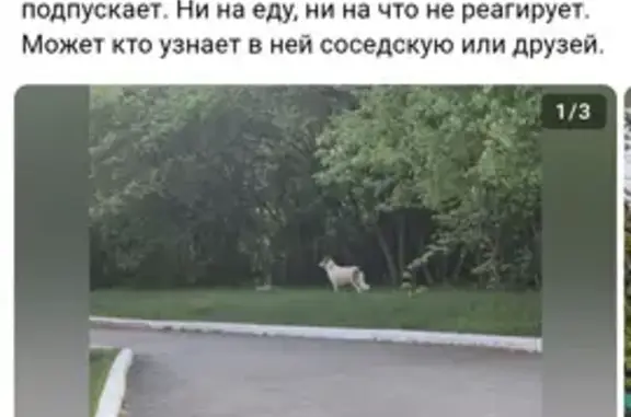 Найдена собака, Челябинск, фото: Найдена собака, пр. Ленина, Челябинск