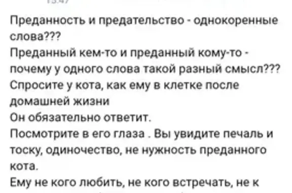 Кошка найдена на пр. Ленина, Челябинск