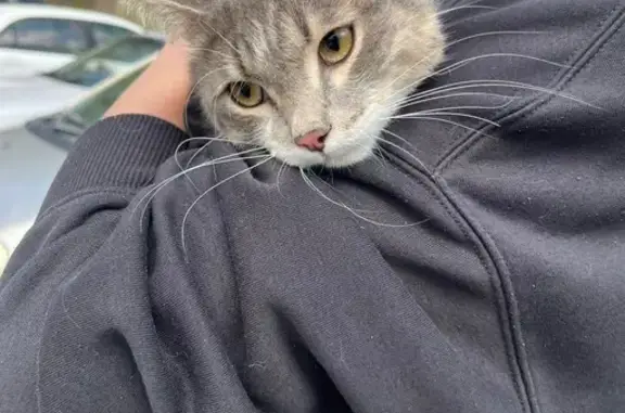 Кот найден: ул. Ломоносова, 25, Крск