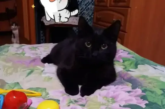 Кошки потеряшки, Красный Бор, фото: Потеряшка чёрная кошка, Вокзальная 32