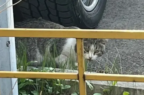 Кошка найдена на Менжинского 16, Красноярск