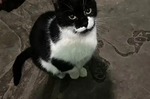 Кошка найдена на Дачном проспекте, СПб