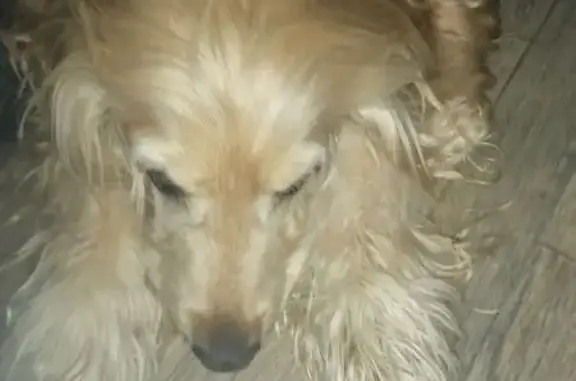 Собаки потеряшки, Сылва, фото: Потеряшка собака, Подгорная 3, Сылва