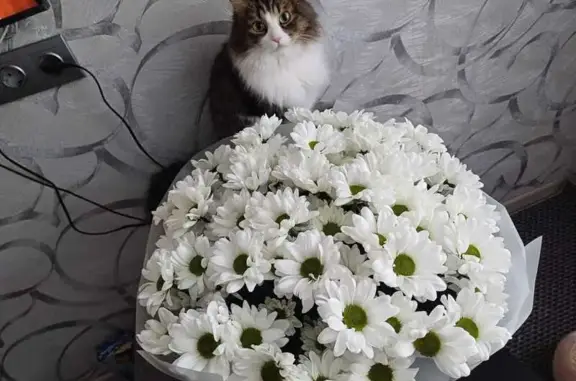Пропала кошка, Водопроводная 103, Барнаул