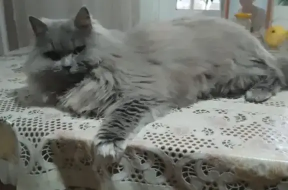 Кошки потеряшки, Приморско-Ахтарск, фото: Потеряшка кошка, Московская ул. 48