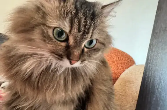 Кошки потеряшки, Кунгур, фото: Потеряшка кошка, ул. Ильина 33, Кунгур