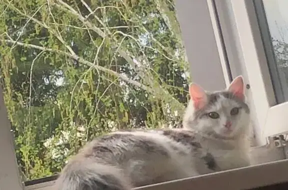 Кошки потеряшки, Майма, фото: Потеряшка кошка, Славянская ул. 25, Майма