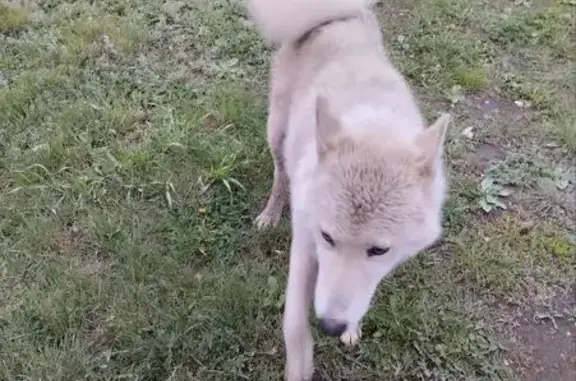 Собака найдена, Заозёрная ул., Омск